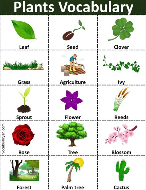 List Of Plant Names With Picture Vocabularyan