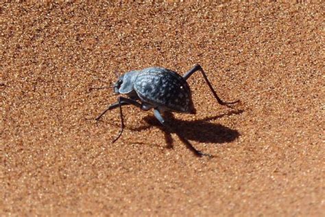 Surface inspired by beetles of the Namib Desert - News and insights for the European coatings ...