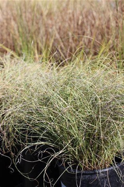 Carex Comans Frosty Curls Devil Mountain Wholesale Nursery