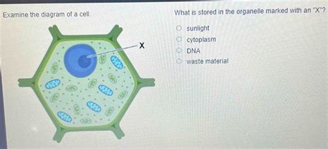 Examine the diagram of a cell. What is stored in the organelle marked ...