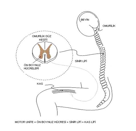 Spinal Musk Ler Atrofi