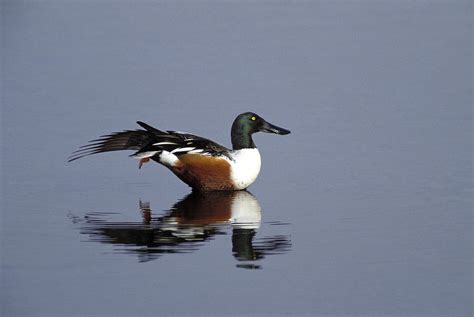 Male Northern Shoveler Photograph by Richard Hansen | Fine Art America