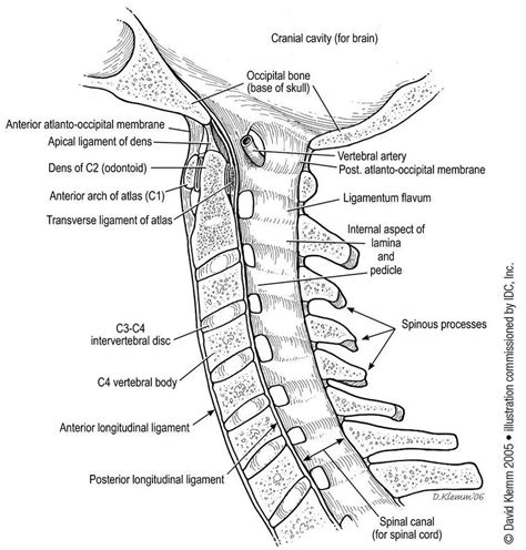 Anterior Longitudinal Ligament Anatomy