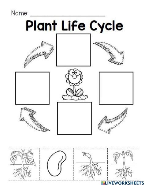 Plant Life Cycle K Worksheet Plant Life Cycle Life Cycles Plant Life