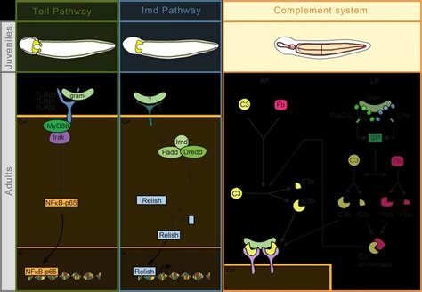 The Toll Pathway Imd Pathway And Complement System In Lineus Ruber Download Scientific