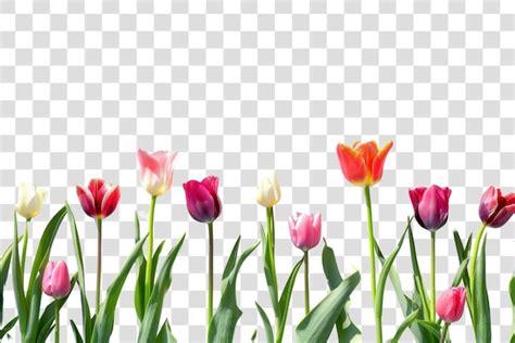 Colorful Tulips Transparent Png Premium Ai Generated Psd