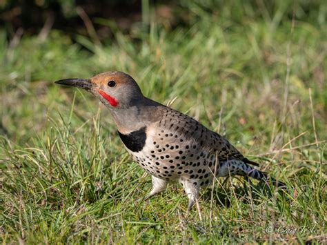 A Northern Flicker As Photographed By Craig Tooley Mendonoma Sightings