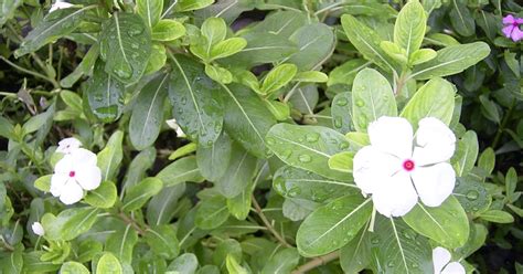 My Garden: Tapak Dara ( Rosy Periwinkle)