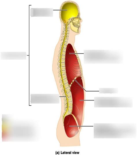 Body Cavities Lateral View Labeling Diagram Quizlet