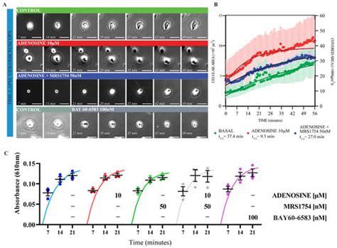 Cells Free Full Text Pharmacological Blockade Of The Adenosine A2b