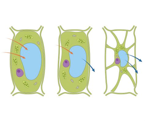 Apply The Process Of Osmosis To Cells Worksheet Edplace