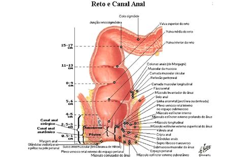 Sistema Digestório Anatomia Papel E Caneta