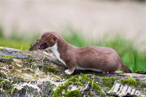Горностай - Mustela erminea