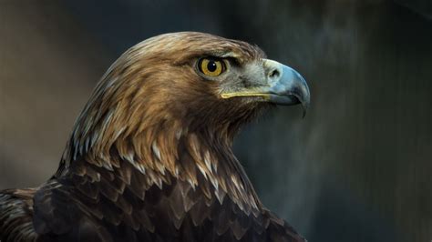 Wallpaper Eagle Bird Beak Predator Look Hd Picture Image