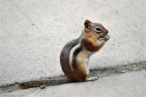 Chipmunks | Animal Trackers Wildlife Company