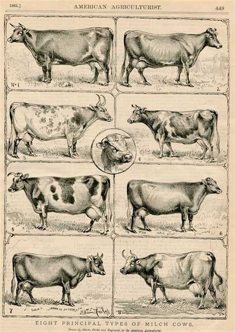 804 Best Milch Cow Art Images On Pinterest