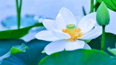 Egyptian Blue Lotus Flower Meaning | Best Flower Site