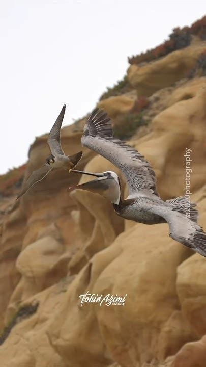 Crazy Peregrine Falcon Attacking A Pelican For Flying Too Close To Her