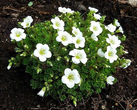 Sassifraga - Saxifraga - Saxifraga - Perenni - Sassifraga - Saxifraga ...
