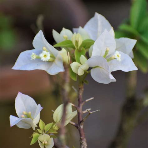 Bougainvillea White Flowering Plant - Nestreeo.com