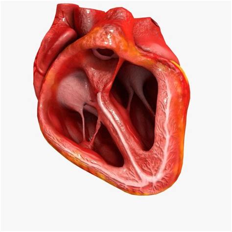 D Model Animated Realistic Human Heart Medically Accurate Vr