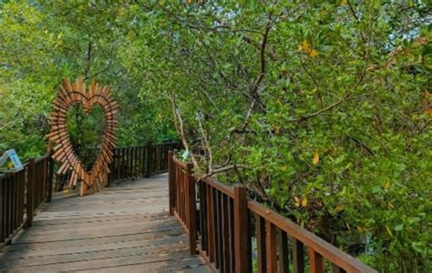 Kepermaian Hutan Mangrove Surabaya Yang Mempesona Jurnalpost