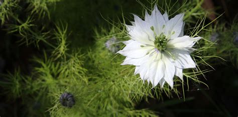 Free Images Nature Grass Meadow Leaf Flower Green Botany Flora