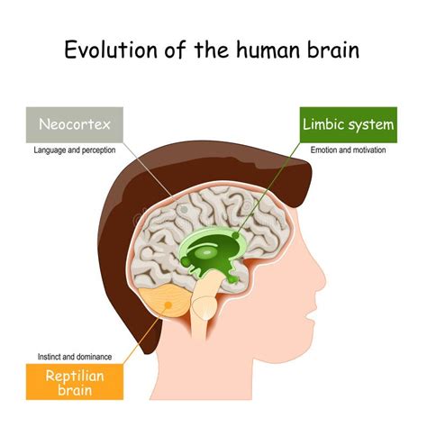 Limbic Systeem Dwarsdoorsnede Van De Menselijke Hersenen Vector