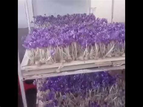 Cultivation Of Saffron In Greenhouses YouTube