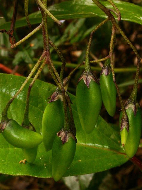 Solanum Longiconicum Bitter Manual De Plantas De Costa Ric Flickr