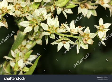 Veratrum Californicum California Corn Lily California Stock Photo