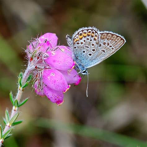 Butterfly Islands: Silver-studded Blue