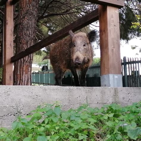 Emergenza Cinghiali Coldiretti Ok Dalla Consulta All Abbattimento