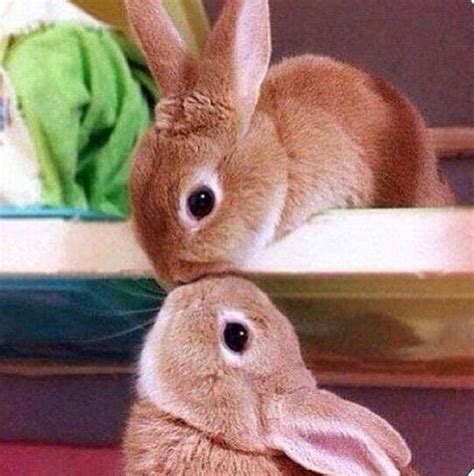 Bunnies Kissing Pictures, Photos, and Images for Facebook, Tumblr ...