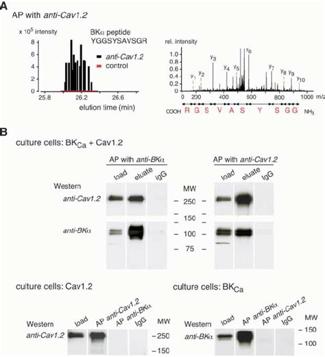 Co Assembly Of Bk Ca And Cav Channels In The Cns And Heterologous