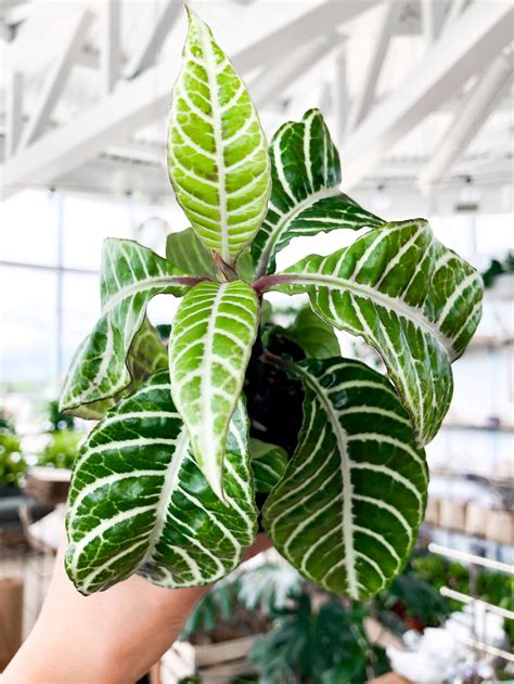 Aphelandra Snow White (Zebra Plant) 4" | Botaniful