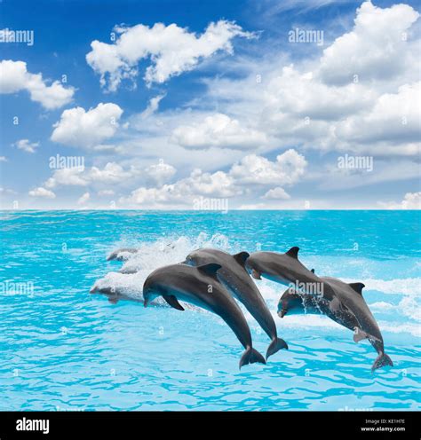 Delfines Saltando Fotografías E Imágenes De Alta Resolución Alamy