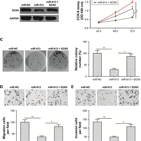 Restoration Of SOX9 Expression Rescues The Inhibitory Effects Caused By