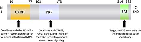 Frontiers Regulation Of Mavs Expression And Signaling Function In The