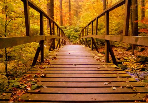 Free Images Tree Nature Boardwalk Wood Sunlight Morning Leaf