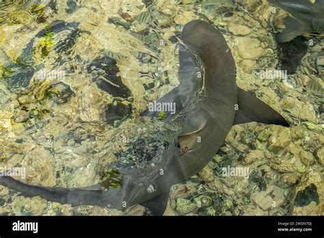 Baby lemon shark hi-res stock photography and images - Alamy