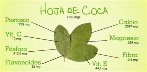 HOJA DE COCA NATURAL SECA EL MOLINO VERDE