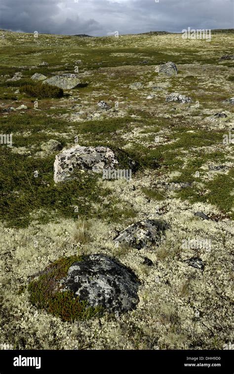 Tundra Lichens