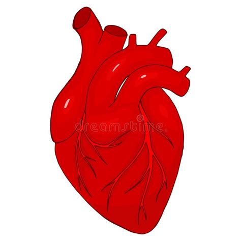 Human Heart On A White Background Vector Isolated Object Anatomy And Human Internal Organs