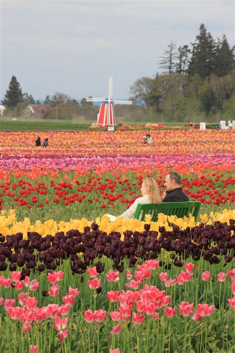 Wooden Shoe Tulip Festival Woodburn Or Tulip Festival Flower Farm Tulips