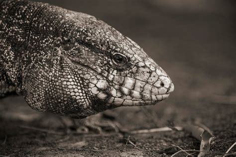 Premium Photo | Close-up of lizard