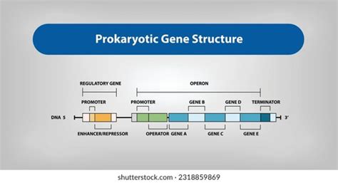 18 Transcription Prokaryote Stock Vectors and Vector Art | Shutterstock