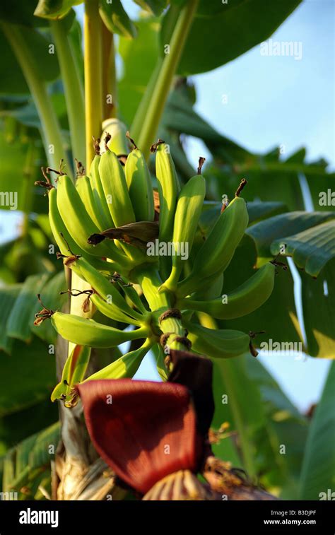 Green Bananas Growing Tree Banana Palm Ripening Stock Photo Alamy