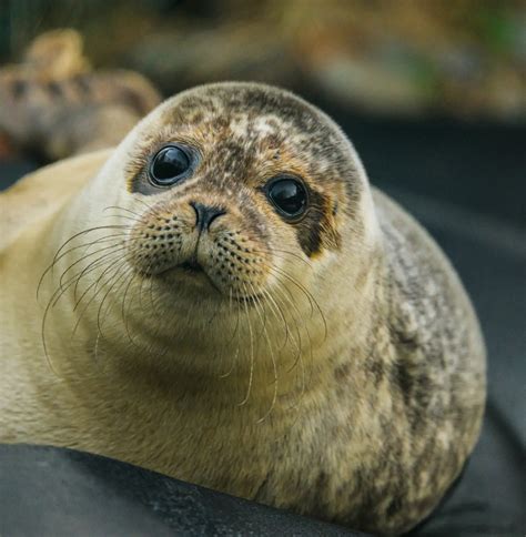 Seals