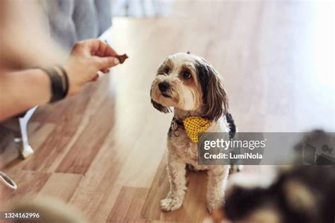 370 Dog Knotted In Woman Stock Photos High Res Pictures And Images